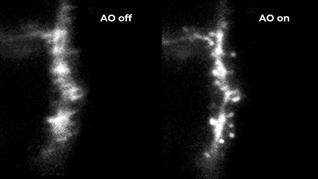 Image of aberration correction for light-sheet with vs without adaptive optics