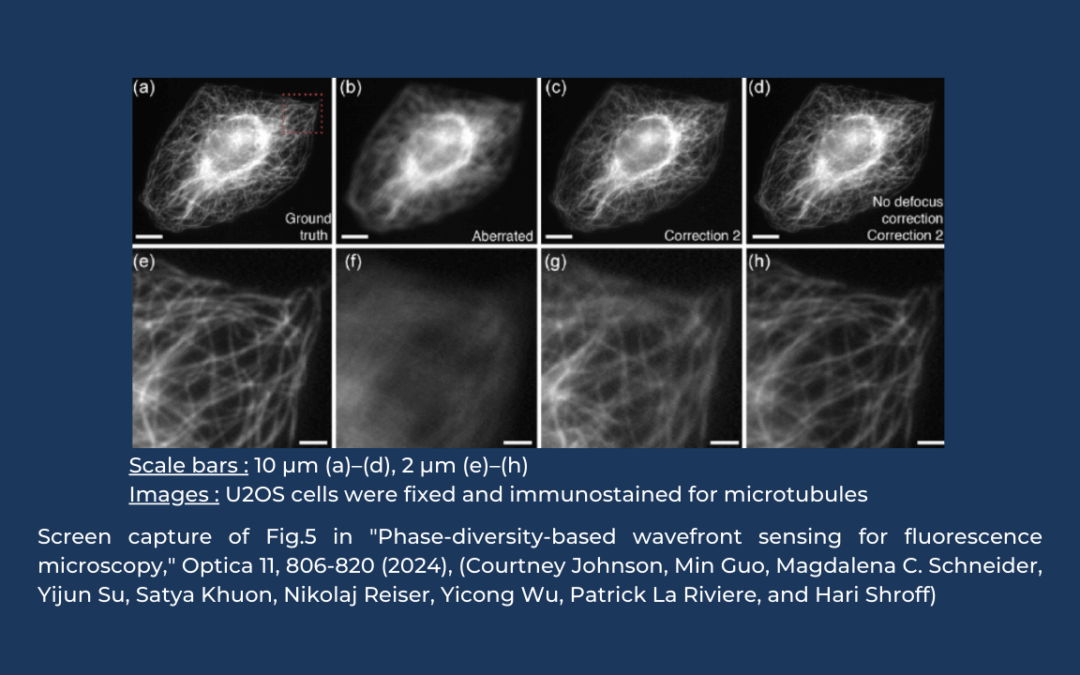 Increasing the speed of sensorless Adaptive Optics: phase diversity applied to fluorescence microscopy