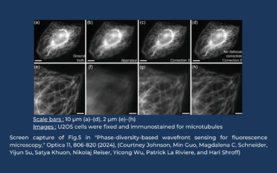 Increasing the speed of sensorless Adaptive Optics: phase diversity applied to fluorescence microscopy