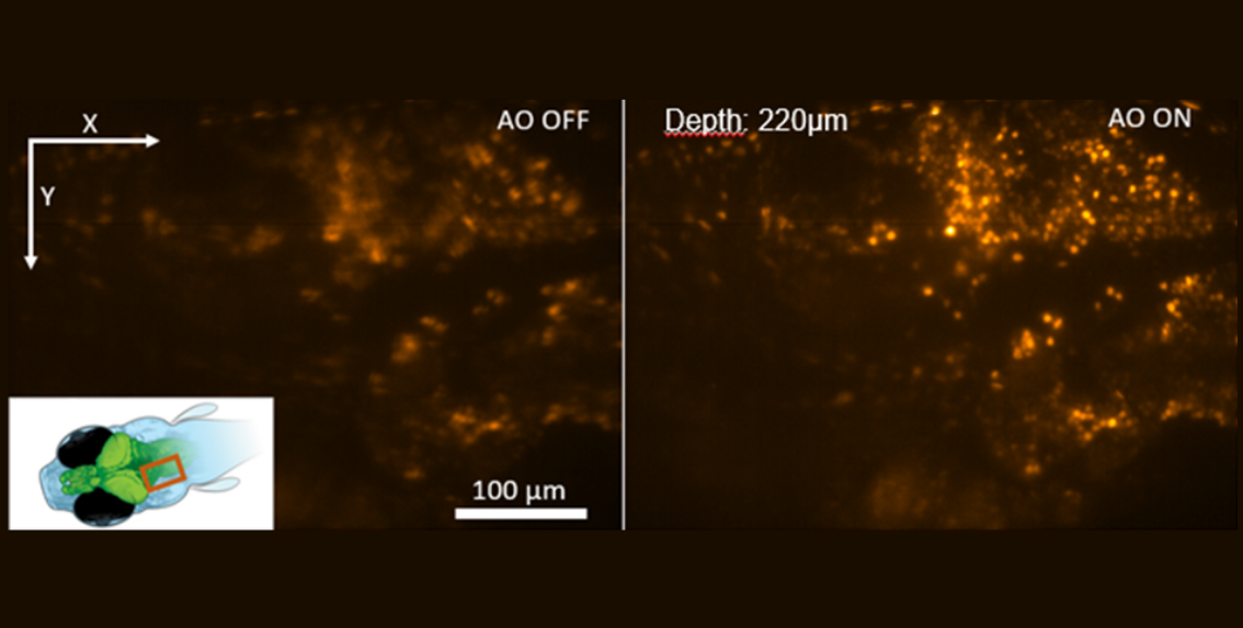 Adaptive Optics guide | mu-Imagine